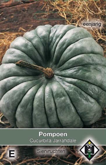 Pumpkin Jarrahdale (Cucurbita) 10 seeds
